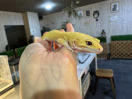 レオパードゲッコー　エンバー　盛岡店販売