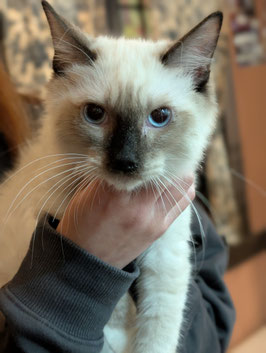 ラグドール　ベビー販売　盛岡店