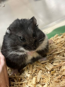 キャンベルハムスター　秋田アマノ店　販売