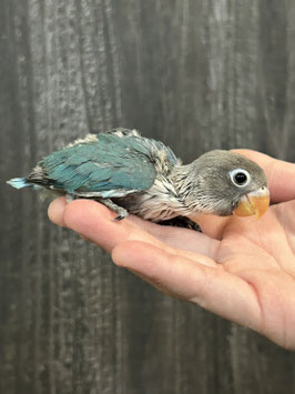 ブルーボタンインコ　雛　新潟店　販売