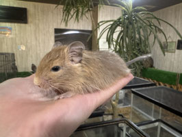 サンドデグー　盛岡店販売
