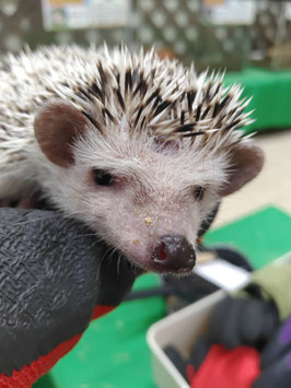 ハリネズミ　ノーマル　秋田アマノ店　販売