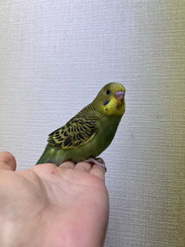 セキセイインコ　ノーマル　仙台店　販売