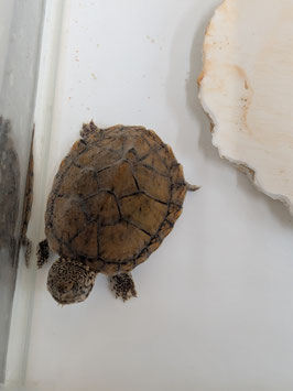 カブトニオイガメ　仙台ズーモア店　販売