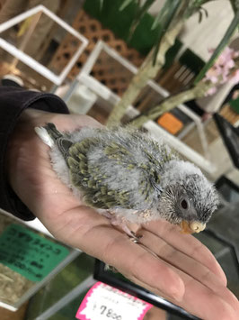 アキクサインコ　イエローファロー　販売