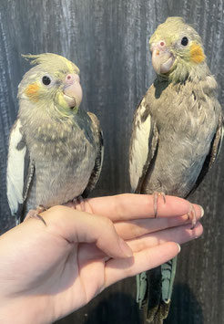 オカメインコ　ノーマルパイド　仙台ズーモア店　販売