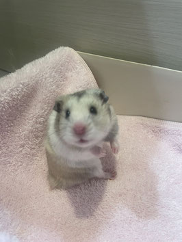キンクマハムスター　セーブル　オス　仙台泉店　販売