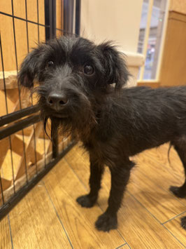 プージャック♂　秋田イオン中央店販売