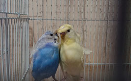 ハゴロモセキセイインコ　販売