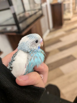 セキセイインコ(雛)　仙台泉店　販売