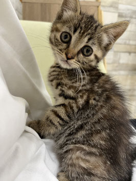 マンチカン♀　栃木店販売