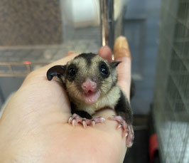 フクロモモンガノーマル♂　新潟店販売