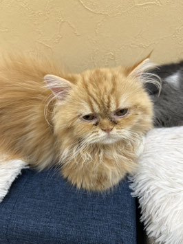 ミヌエット　ベビー販売　秋田アマノ店