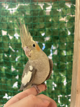 オカメインコ　シナモン　秋田中央店　販売
