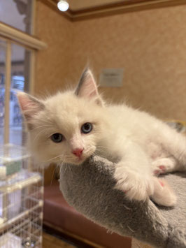ラグドール♂　秋田イオン中央店販売