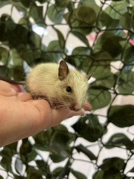 デグー　ブルーパイド　秋田イオン中央店　販売