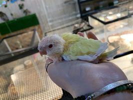 【激レア】アキクサインコ　イエロー　雛