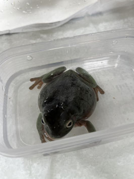 イエアメガエル　栃木店販売