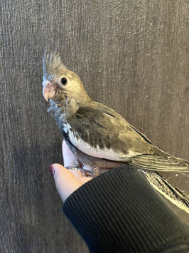 オカメインコ　ノーマル　仙台店　販売
