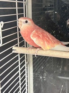 アキクサインコ　ルビノー　仙台ズーモア店　販売