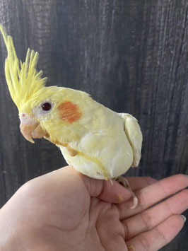 オカメインコ　ルチノー　新潟店　販売