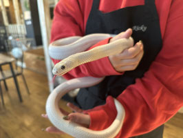テキサスラットスネーク　リューシ　福島店　販売