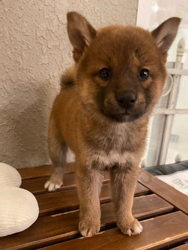 柴犬　ベビー販売　仙台EBeanS店