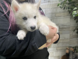 シベリアンハスキー　ベビー販売　栃木店