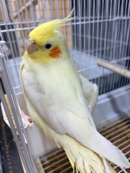 オカメインコ　ルチノー　ズーモア店販売