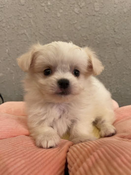 ハーフ犬　ベビー販売　仙台EBeanS店