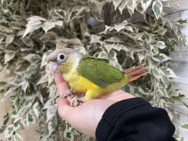 ウロコインコパイナップル　栃木店販売