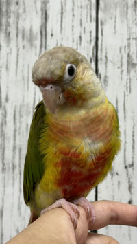 ウロコインコパイナップル　仙台店販売