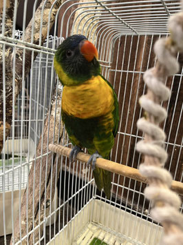 ゴシキセイガイインコ　仙台店　販売
