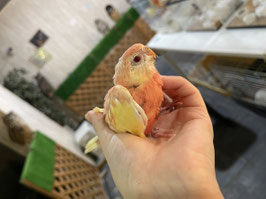 アキクサインコ　ルビノー　雛　盛岡店　販売