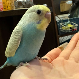 セキセイインコ　パステル　仙台店　販売