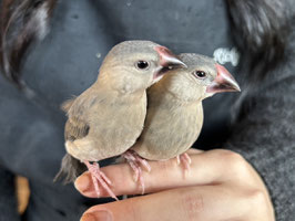 桜文鳥　福島店　販売