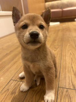 柴犬　ベビー販売　秋田中央店