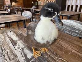 コールダックパイド♂　福島店販売