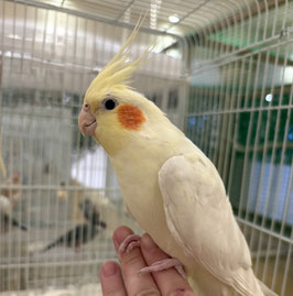 オカメインコ　ルチノー　秋田イオン中央店　販売