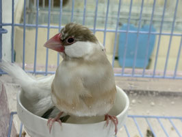 シナモン文鳥　栃木店　販売