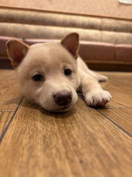 柴犬　ベビー販売　秋田イオン中央店