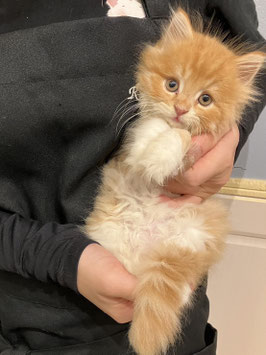 スコティッシュフォールド　ベビー販売　仙台EBeanS店