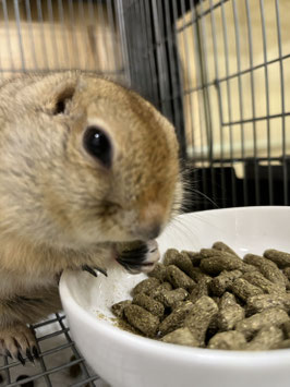 リチャードソンジリス　栃木店販売