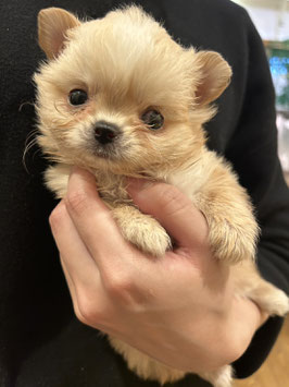 ハーフ犬　ベビー販売　秋田中央店