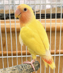 コザクラインコ　ルチノー　秋田イオン中央店販売