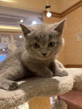 マンチカン♂　秋田イオン中央店販売