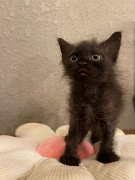 セルカークレックス　ベビー販売　仙台EBeanS店