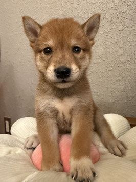 柴犬　ベビー販売　仙台EBeanS店