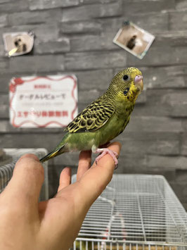 セキセイインコ　ノーマル　仙台店　販売