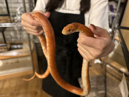 コーンスネーク　福島店　販売